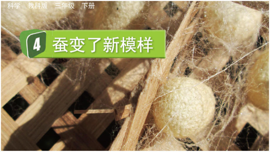 教科版三下科學(xué)2.4 蠶變了新模樣 課件含視頻素材.rar