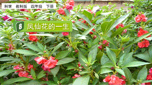 教科版四下科學1.8 鳳仙花的一生 課件.pptx