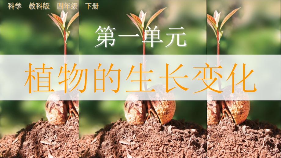 教科版四下科學1.1 種子里孕育著新生命 課件含視頻素材.rar