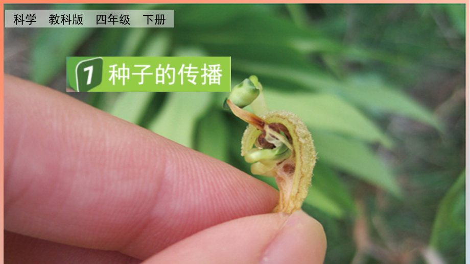教科版四下科學(xué)1.7種子的傳播課件含視頻素材.rar