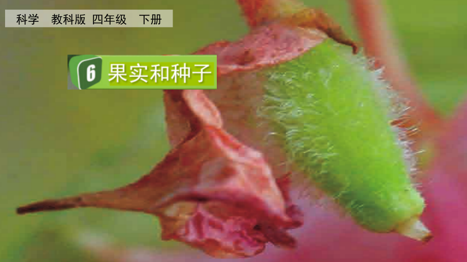 教科版四下科學(xué)1.6 果實(shí)和種子 課件含視頻素材.rar
