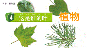 教科版一上科學1.4 這是誰的葉 課件.pptx
