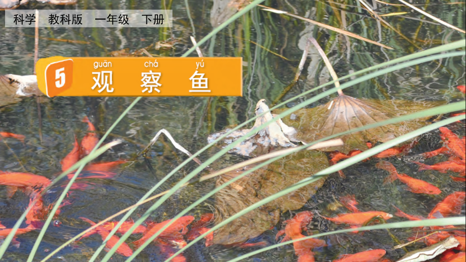 教科版一下科學(xué)2.5觀察魚課件含視頻素材.rar