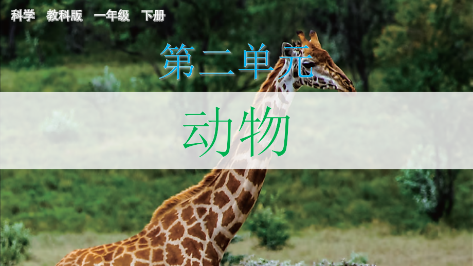 教科版一下科學(xué)2.1 我們知道的動(dòng)物 課件含視頻素材.rar