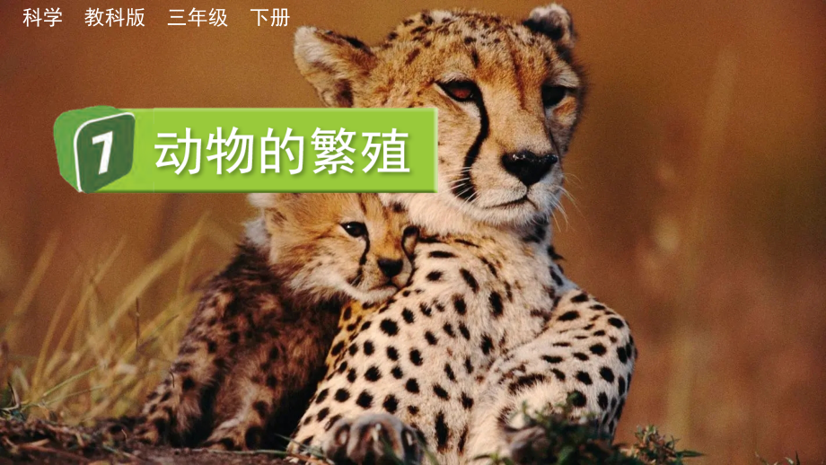 教科版三下科學2.7 動物的繁殖 課件含視頻素材.rar