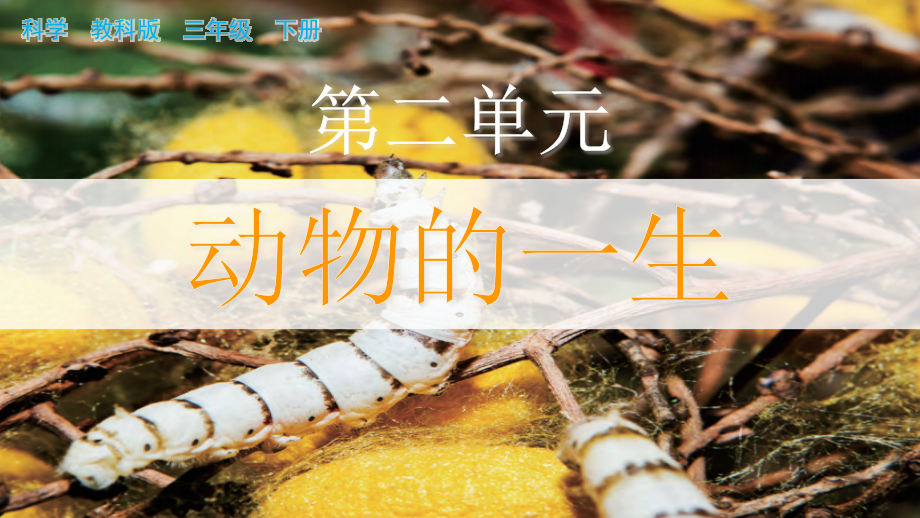 教科版三下科學2.1迎接蠶寶寶的到來課件含視頻素材.rar