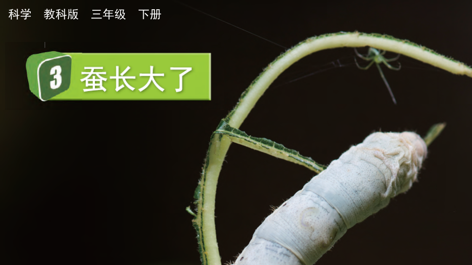 教科版三下科學2.3 蠶長大了 課件含視頻素材.rar