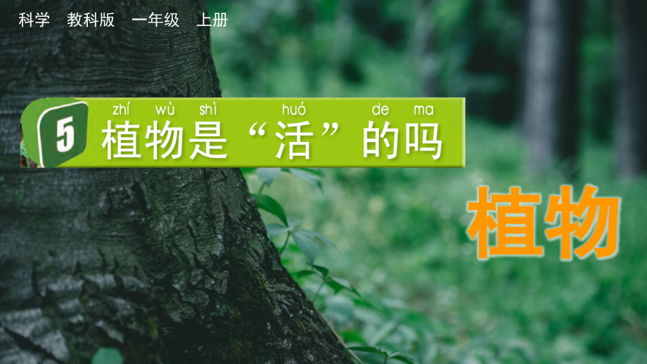 教科版一上科學1.5 植物是活的嗎 課件.rar
