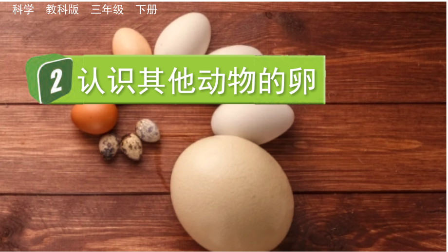 教科版三下科學2.2 認識其他動物的卵 課件含視頻素材.rar