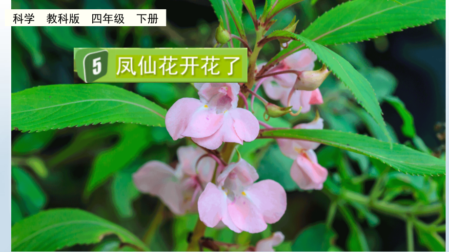 教科版四下科學(xué)1.5鳳仙花開花了課件含視頻素材.rar
