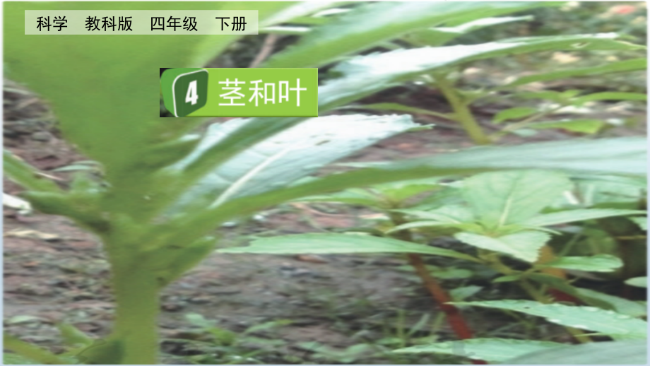 教科版四下科學1.4 莖和葉 課件含視頻素材.rar