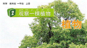 教科版一上科學1.2觀察一棵植物課件.pptx