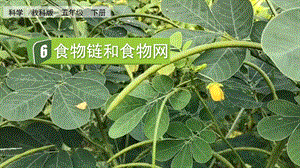 教科版五下科學1.6 食物鏈和食物網 課件.pptx