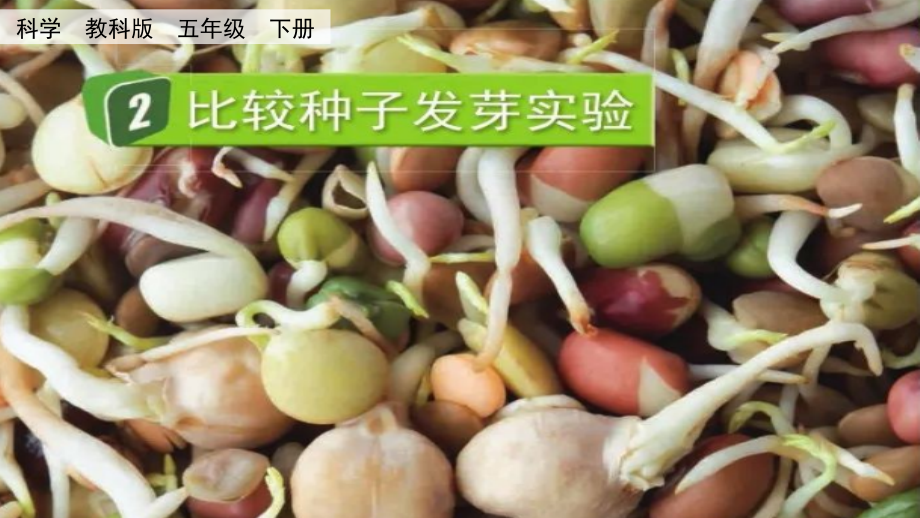 教科版五下科學2.2 比較種子發芽實驗 課件含視頻素材.rar