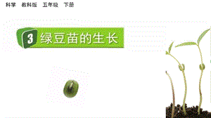 教科版五下科學1.3 綠豆苗的生長 課件.pptx