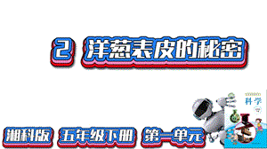 湘科版五年級下冊科學1.2洋蔥表皮的秘密（課件）.pptx