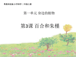 粵教粵科版二上科學3百合與朱槿課件（共17張ppt）.pptx
