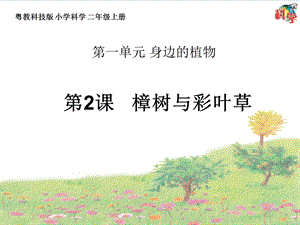 粵科版二年級上冊科學第2課《樟樹與彩葉草》教學課件.ppt