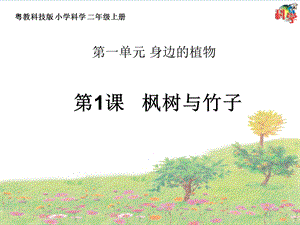 粵科版二年級上冊科學第1課楓樹與竹子教學課件.pptx