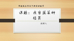 鄂教版三年級下冊勞動11.我當蔬菜種植員 課件(共15張PPT).pptx
