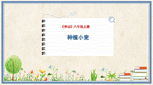 人民出版社八年級上冊勞動教學課件6種植小麥.pptx