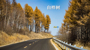 2023-2024部編版語文四年級下冊11白樺（課件）.ppt
