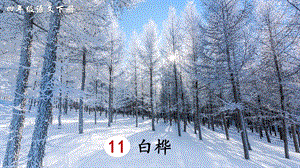 2023-2024部編版語文四年級下冊11白樺（生字講解）.ppt