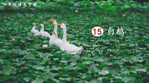 2023-2024部編版語文四年級(jí)下冊(cè)15白鵝（生字講解）.ppt