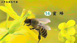 2023-2024部編版語文三年級下冊14蜜蜂（生字講解）.ppt