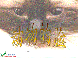 人美版四年級下冊美術(shù)第10課動物的臉.ppt