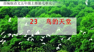 部編版小學(xué)語(yǔ)文五年級(jí)上冊(cè)《鳥(niǎo)的天堂》精品說(shuō)課課件.pptx