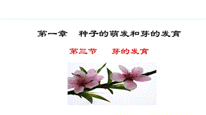 冀少版八年級(jí)上冊(cè)生物3.1.3芽的發(fā)育 課件.pptx