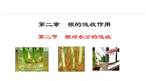 冀少版八年級上冊生物3.2.2根對水分的吸收 課件.pptx