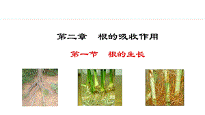 冀少版八年級上冊生物3.2.1根的生長 課件.pptx