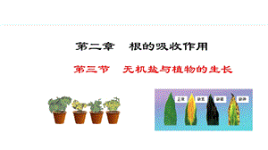 冀少版八年級上冊生物3.2.3無機鹽與植物的生長課件.pptx