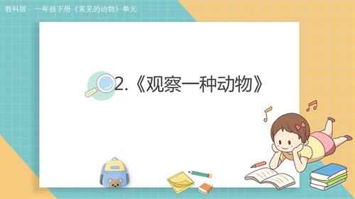 2025教科版一年級下冊科學2.2觀察一種動物課件.pptx