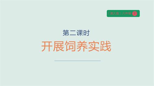 湘人版六年級下冊勞動實踐指導(dǎo)手冊任務(wù)四項目2開展飼養(yǎng)實踐課件.pptx