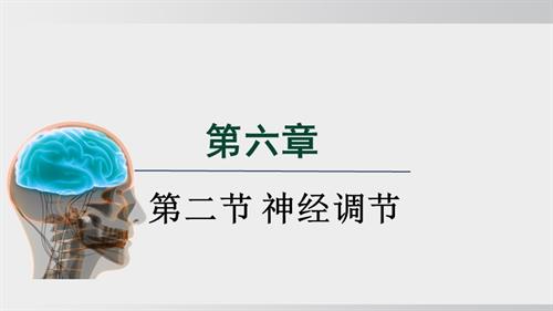 25秋人教版八年級上冊生物學第二節 神經調節 課件.pptx